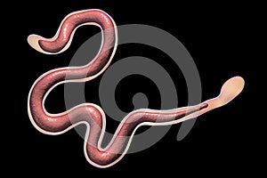 Brugia malayi, a roundworm nematode