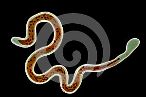 Brugia malayi, a roundworm nematode