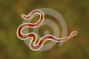 Brugia malayi, a roundworm nematode