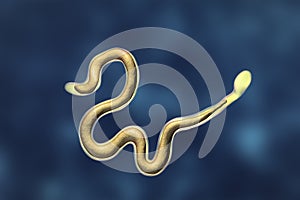 Brugia malayi, a roundworm nematode