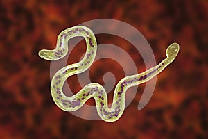 Brugia malayi, a roundworm nematode