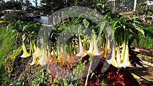 Brugmansia or Angel`s Trumpet Flower