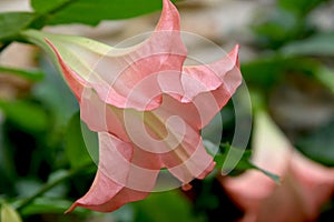 Brugmansia, Angel`s trumpet, pink stramonium