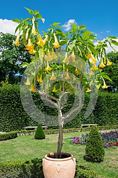 Brugmansia, angel's trumpets. Yellow flowers in the garden close-up. Summer bloom.