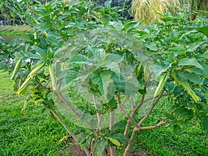 Brugmansia. angel trumpets. Tree-like shrub in the south. Yellow flowers. Bells