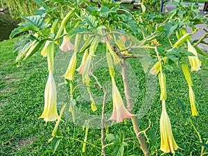 Brugmansia. angel trumpets. Tree-like shrub in the south. Yellow flowers. Bells