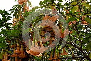 Brugmansia or Angels Trumpets