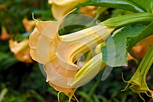 Brugmansia or Angels Trumpets