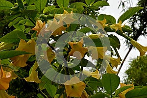 Brugmansia or Angels Trumpets