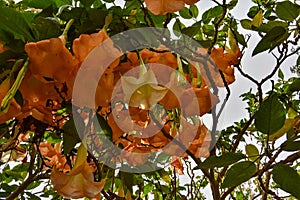 Brugmansia or Angels Trumpets