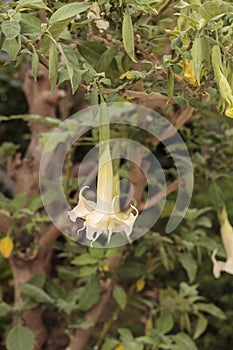 Brugmansia angelâ€™s trumpet tree