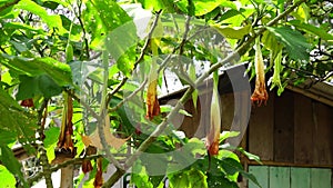 Brugmansia arborea (Brugmansia suaveolens)in nature