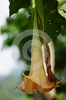 Brugmansia arborea (Brugmansia suaveolens)in nature