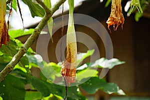 Brugmansia arborea (Brugmansia suaveolens)in nature