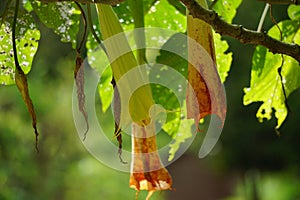 Brugmansia arborea (Brugmansia suaveolens)in nature