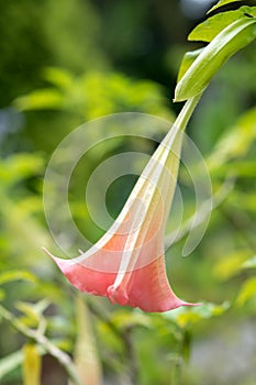 Brugmansia aurea flower