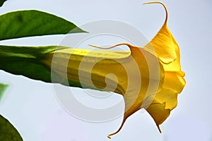 Brugmansia or Angels Trumpets photo