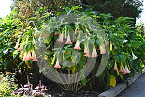 Brugmansia flowers growing in Russian Far East