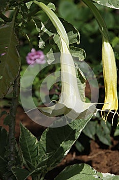 White / Cream Angel Trumpetflower