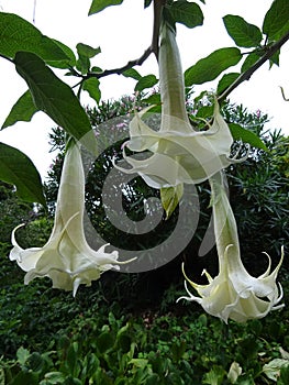 Brugmansia pendulous white flowers - Exotic flowers in Goa