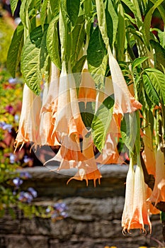 Brugmansia Rafaella Angel`s trumpets, Isle Mainau