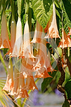 Brugmansia Rafaella Angel`s trumpets, Isle Mainau