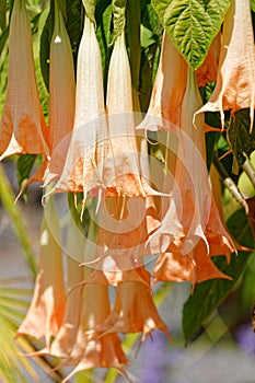 Brugmansia Rafaella Angel`s trumpets, Isle Mainau