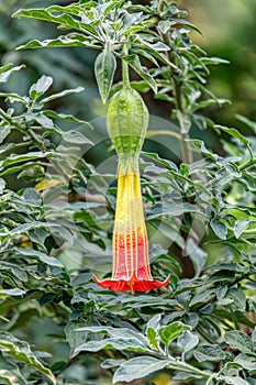 Brugmansia sanguinea, the red angels trumpe flowert. Cundinamarca Department, Colombia photo