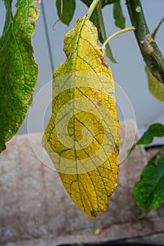 Brugmansia sanguinea solanaceae blood red angel trompet plant from north columbia yellow leaf and tree trunk close up