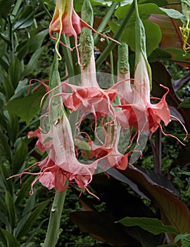 Brugmansia Starburst Angel Trumpet Flowers Closeup