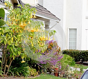 Brugmansia suaveolens, Angel`s Trumpet