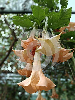 Brugmansia suaveolens leaves have traditionally been in use as antiasthmatic photo