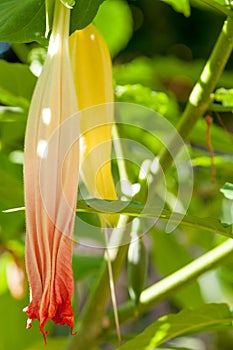 Brugmansia suaveolens trumpet flower close-up