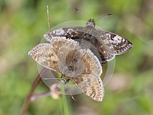 Bruin Dikkopje, Dingy Skipper, Erynnis tages