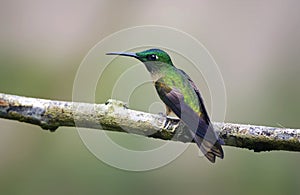 Bruinborstbriljantkilibrie, Fawn-breasted Brilliant, Heliodoxa r