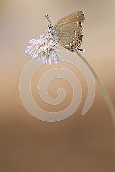 Bruine eikenpage, Ilex Hairstreak, Satyrium ilicis