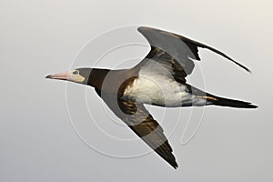 Bruine Gent, Brown Booby, Sula leucogaster photo