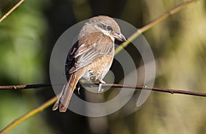 Bruine Klauwier, Brown Shrike, Lanius cristatus