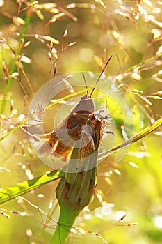 Bruine sprinkhaan eet een bloemknop