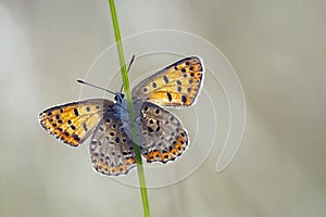 Bruine vuurvlinder, Sooty Copper, Lycaena tityrus