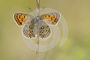 Bruine vuurvlinder, Sooty Copper, Lycaena tityrus