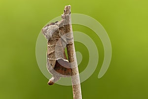 Bruine wapendrager, Chocolate-tip, Clostera curtula