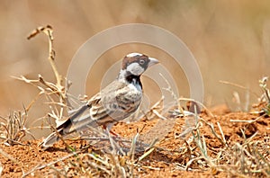 Bruinkapvinkleeuwerik, Fischer's Sparrow-Lark, Eremopterix leuco