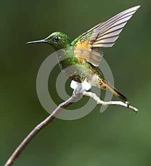 Bruinstaart-hoornkolibrie, Buff-tailed Coronet, Boissonneaua fla