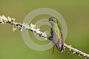 Bruinstaart-hoornkolibrie, Buff-tailed Coronet, Boissonneaua fla