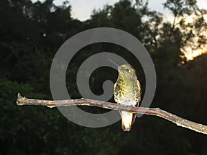 Bruinstaart-hoornkolibrie, Buff-tailed Coronet, Boissonneaua fla