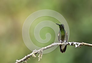 Bruinstaart-hoornkolibrie, Buff-tailed Coronet, Boissonneaua fla