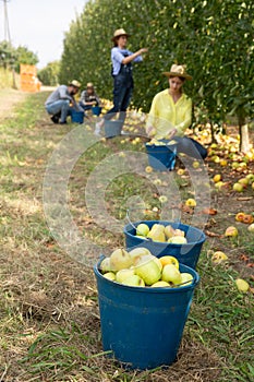 Bruised apples in bucket in orchard