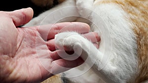 Bruised cat paw in the hand of a veterinarian in a pet clinic close up.