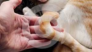 Bruised cat tail in the hand of a veterinarian in a pet clinic close up.